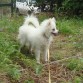 Filu, male      - Puppy-
5 meses/month 
22 cm 
nieto de  Inter CH, Russ CH, RFK, MOL, FIN, NORD, POL, Bestdog 06, Clubwinner, Worldwinner